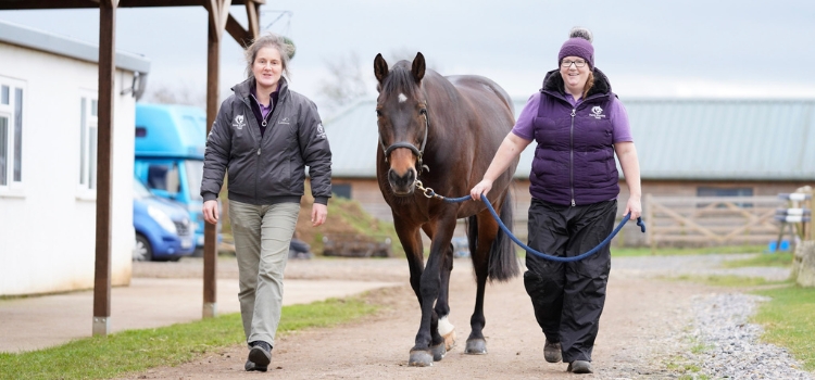 Equine veterinary services in Somerset & Wiltshire